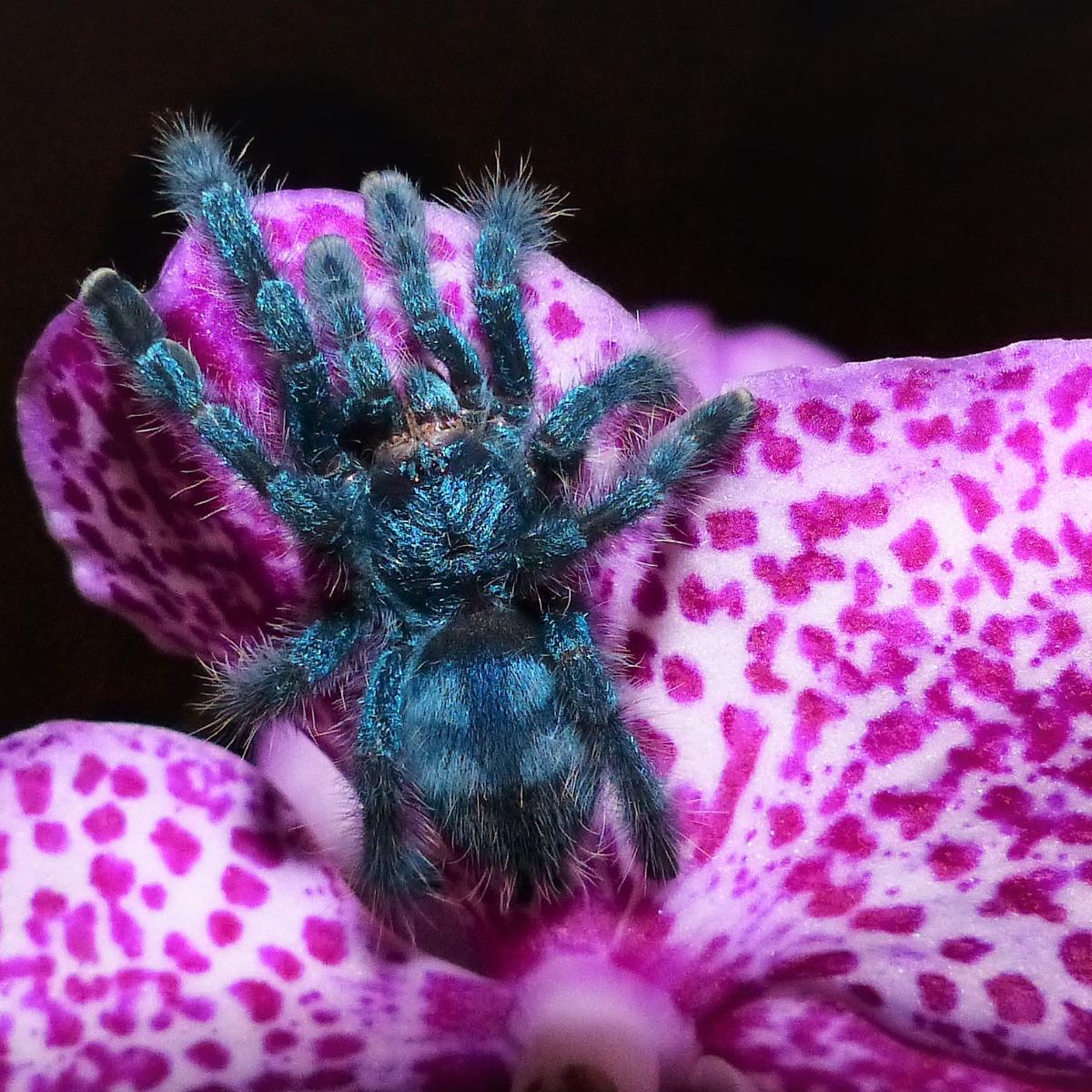 Caribena versicolor
